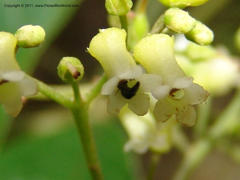 Shuaria ecuadorica, Neill 15912--Ecuador. Prv. Zam. Ch. C del Condor. Wawaime plot. 22 Sep 07. 214 (5).jpg