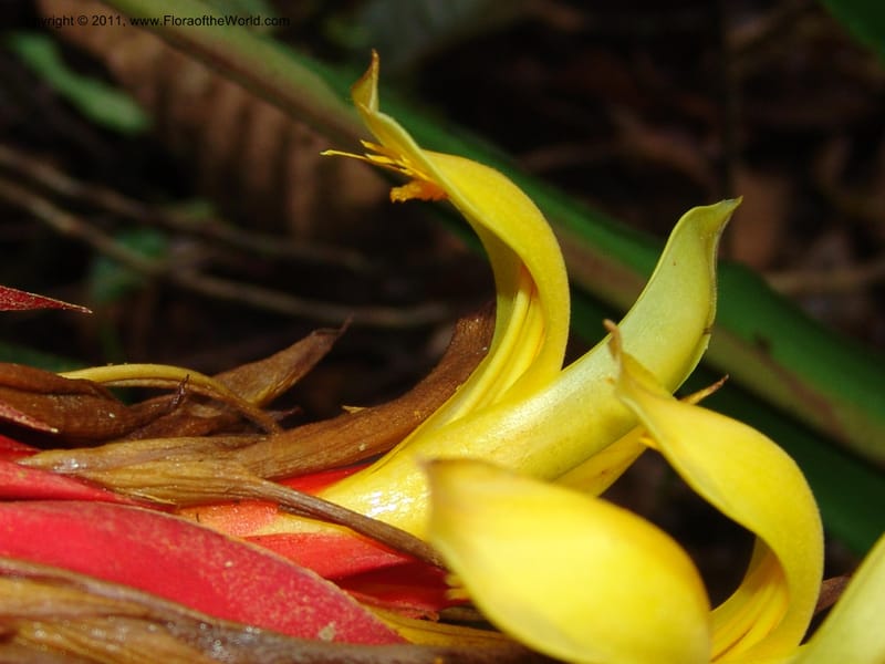 Pitcairnia ferrell-ingramiae, Croat95131--Ecuador. Esmeraldas. Alto Tambo. 21 Feb 05. 249 (1).jpg
