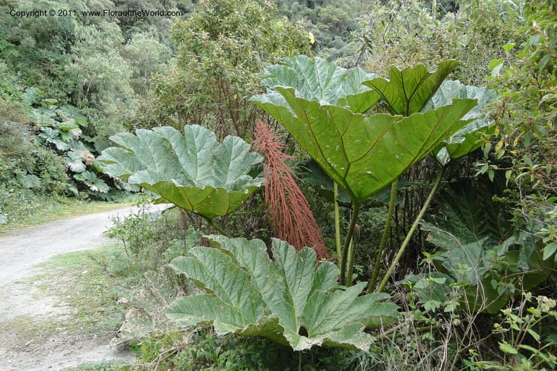 Gunnera brephogea, Ulloa 2180--Ecuador. Pichincha. Reserva Yanacocha. 11 Jun 2011. 311 (28).jpg