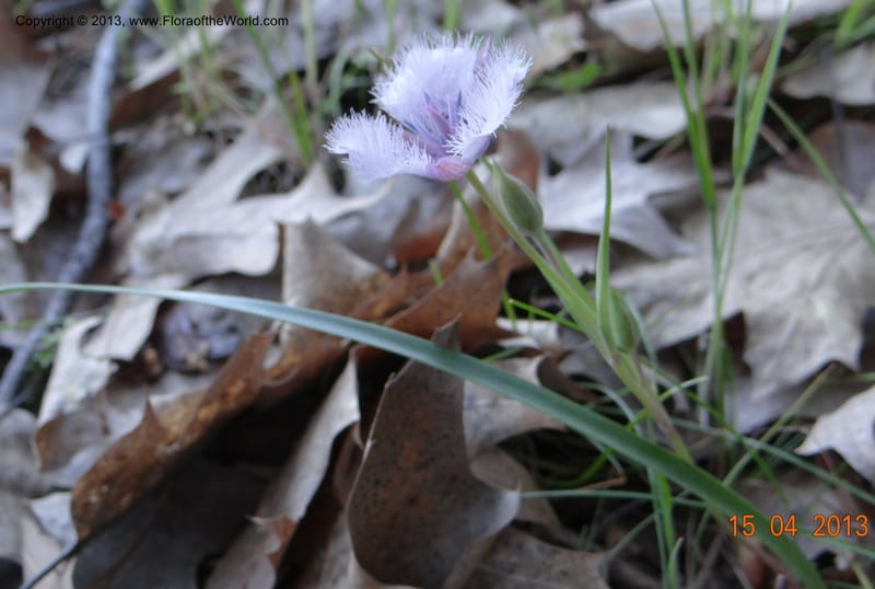 Calochortus coeruleus, Davidson, C 12122--USA, CA, Shasta Co.  15 Apr 2013  9965 (6).JPG
