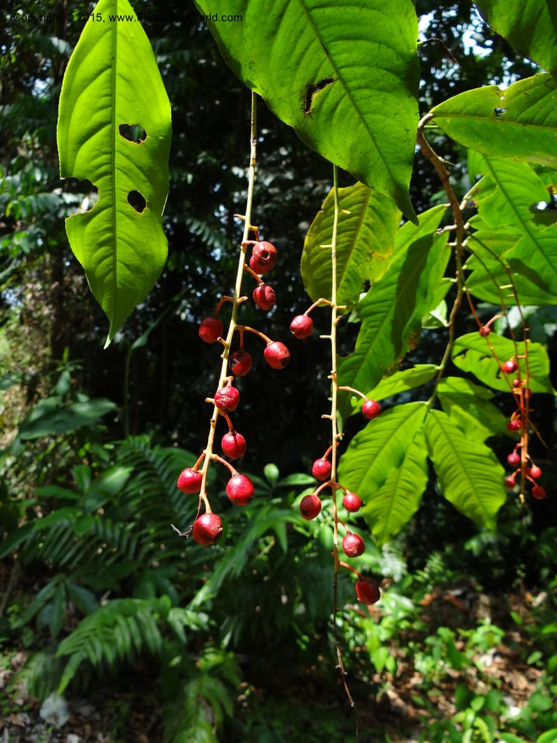 Ouratea, Hammel 26102--Costa Rica. Road into Ranchos Tinamu. 3 Mar 2012. DSC03548 (60).JPG