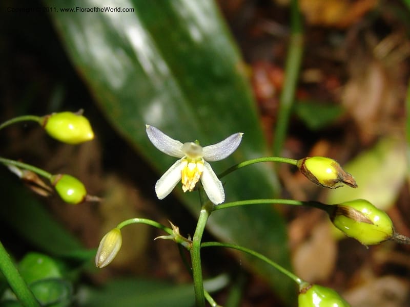 Dianella ensifolia, ROR1594--Madag. Parc Nat. Montagne d'Ambre. 11 Nov 06. 389.jpg