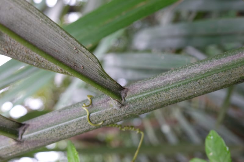 Arenga engleri, not collected--Taiwan. Hodong Village. Jinzibei Historical Trail. 19 May 2016.  (94).JPG
