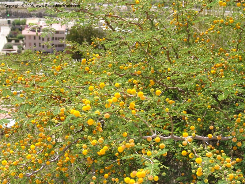 Acacia farnesiana--Bolivia. La Paz. Send. Aguila. 4 Dec 04. 074.jpg