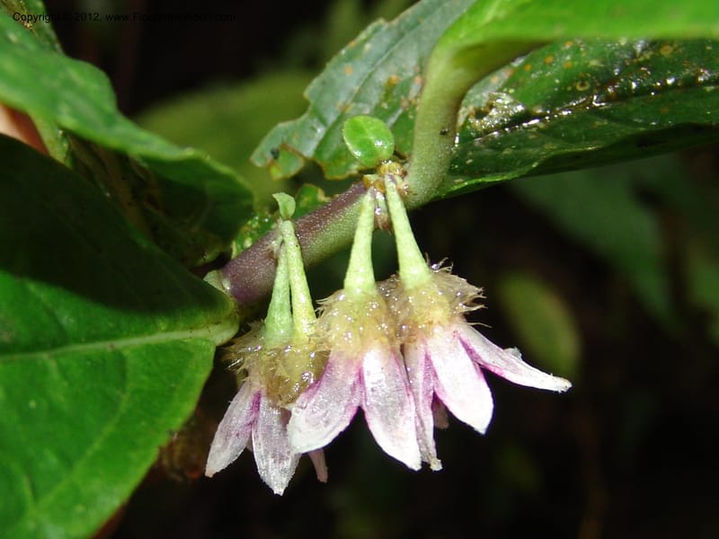 Cuatresia, Croat 95769--Ecuador. Maquipucuna Biol. Res. Send. del Rio. 13 Mar 06. 110 (2).jpg