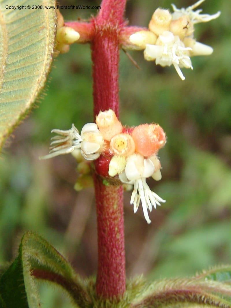 Miconia nervosa, AAraujoM2998--Bolivia.  Apolobamba Nat. Pk. Ilipana. 19 Sep 06. 120.jpg
