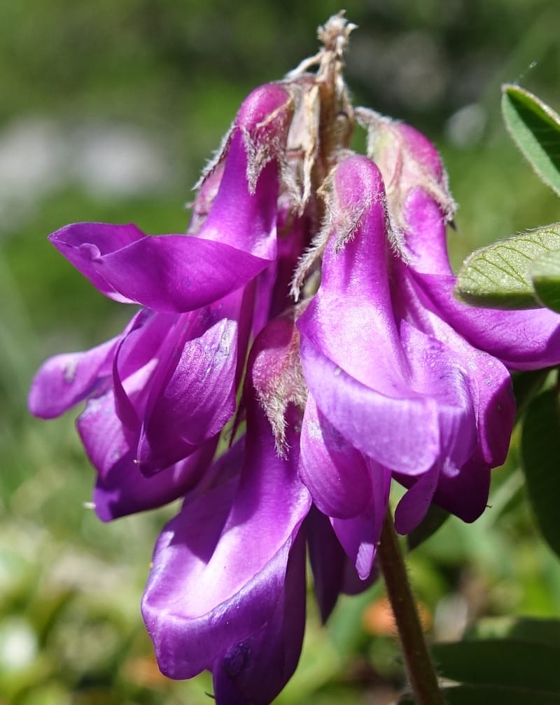Hedysarum hedysaroides, Davidson, C 13308--Switzerland. Les Violettes. 4 Jul 2016. DSC09126 (65).JPG
