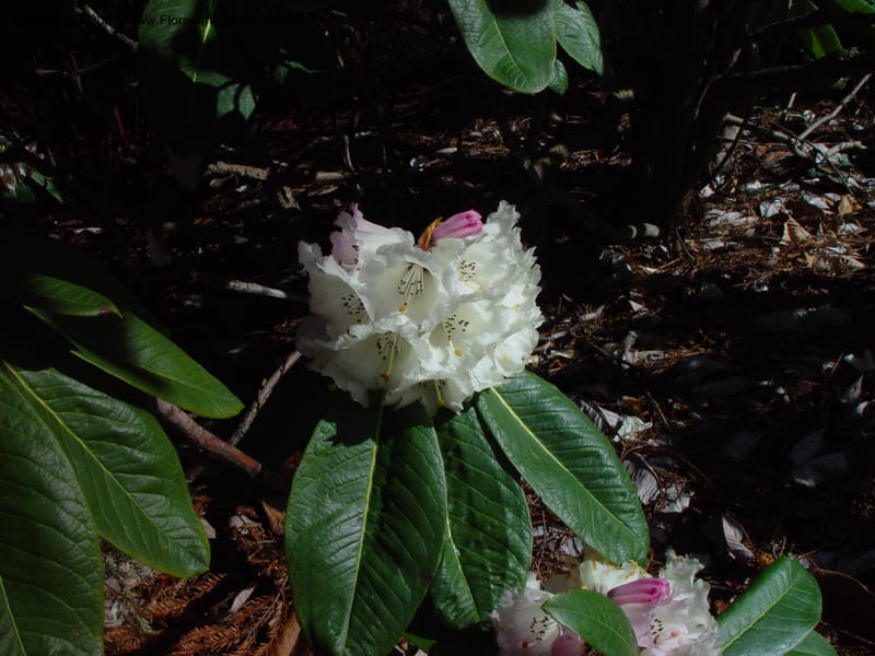 Rhododendron protistum. 78.0469--CA. UC Berkeley Bot. Gard. 10 Feb 03. 025.jpg