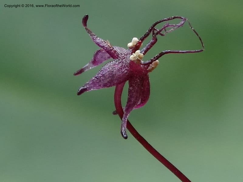 Sciaphila, Davidson, C 12754--Sabah. Hampuan FR. 13 Oct 2014. DSC04689 (159).JPG