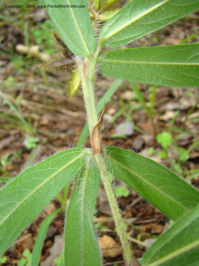 Eriosema verdickii, RGereau7046--Tanz. Mbeya Rural Distr. Utengule Coffee Lodge. 26 Jan 08. 069.jpg