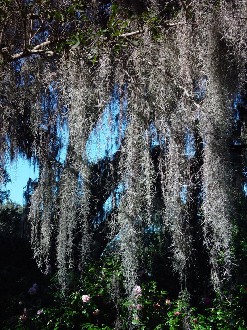 Tillandsia usneoides--FL. Orange Co. Harry Leu Garden. 5 Jan 03. 079.jpg