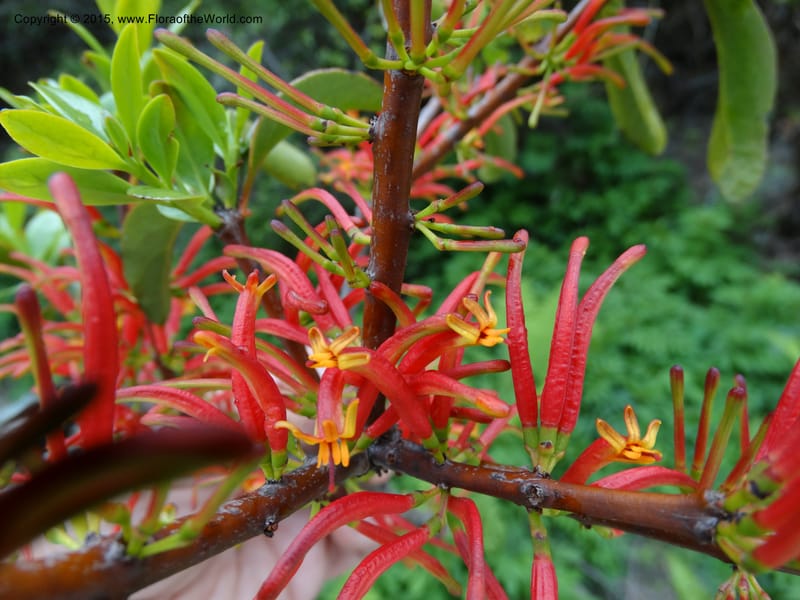 Taxillus delavayi, Boufford, D 43731--China. Sichuan. Taxillus stop. 14 May 2014. DSC06581 (55).JPG