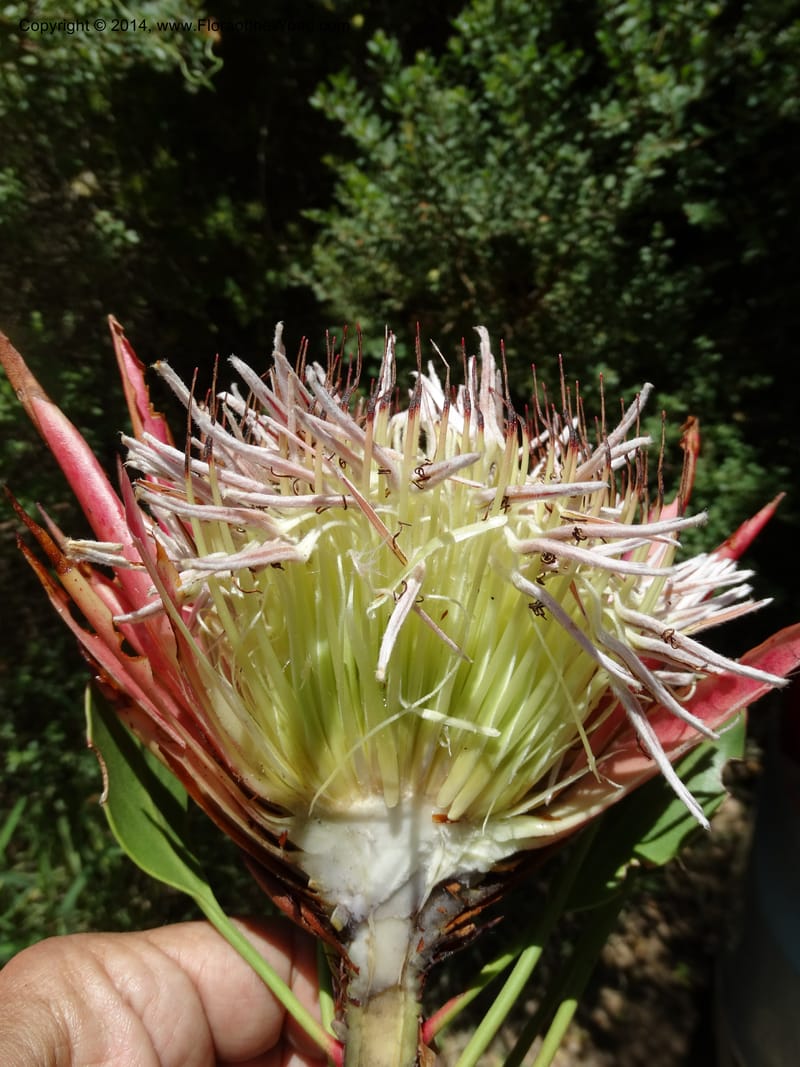 Protea cynaroides, Davidson, C 12315--South Africa. Western Cape. E. side, Fernkloof. 24 Jan 2014. DSC01799 (144).JPG