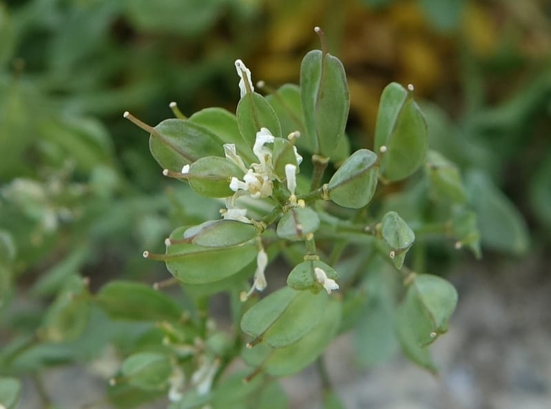 Noccaea fendleri subsp. idahoense, C. Davidson 13715--ID. Boise Co. Scott Mtn. L.O. rd. 15 July 2017. DSC03279 (142).JPG
