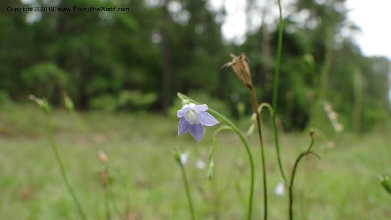 Wahlenbergia marginata, Mori 27450--North Carolina. Moore Co. Lake Bay Rd. 25 May 2010. 207 (38).jpg