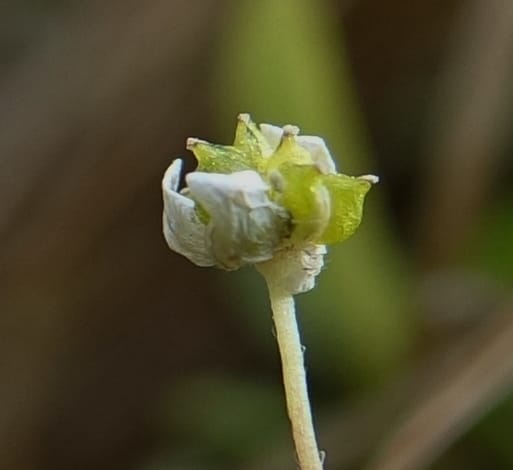 Ranunculus flammula, C. Davidson 13734--ID. Valley Co. Ponderosa Stata Park. 18 Oct 2017. DSC07790 (23).JPG