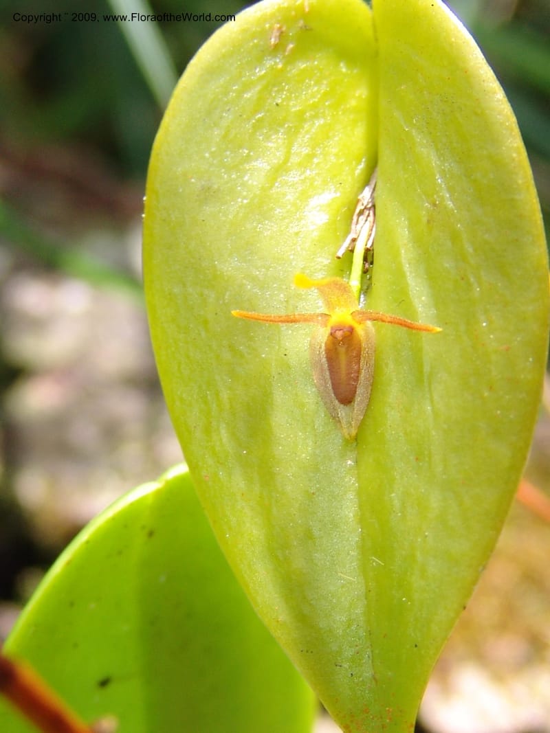 Stelis, DNeill15933--Ecuador. Prv. Zam. Ch. C del Condor. Wawaime plot. 22 Sep 07. 342.jpg