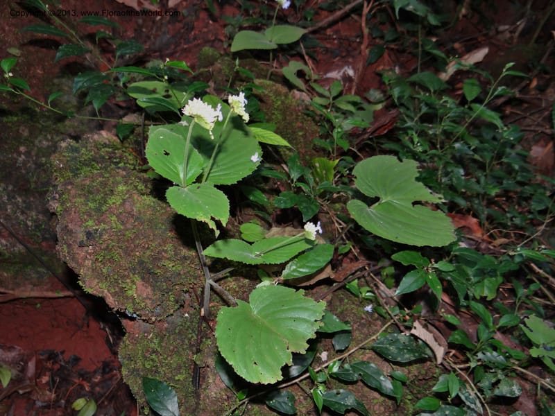 Epithema, VC 5609--Thailand. Surat Thani Prov. Khlong Phanom Nat. Park. 15 Nov 2012. (29).JPG