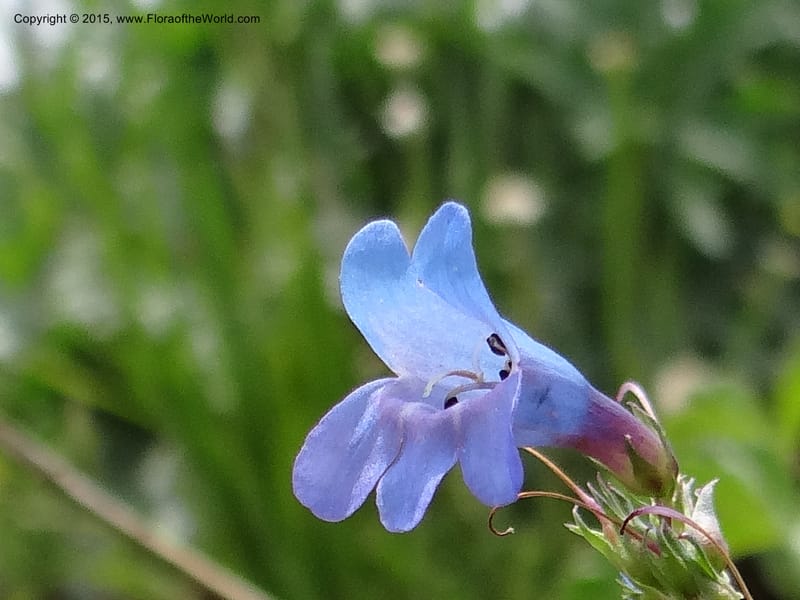 Penstemon leonardii, Mansfield, D 12-644--ID. Bear Lake Co. Mt. Sherman. 13 Jul 2012. DSC03601 (106).JPG