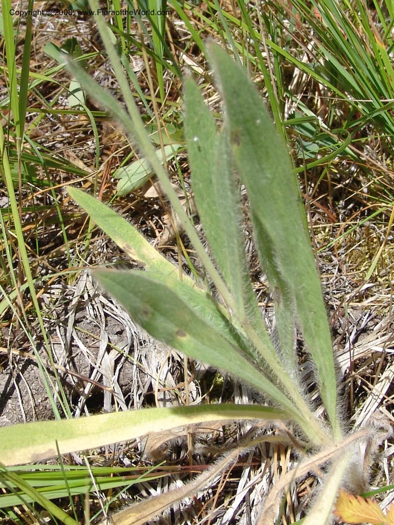 Hieracium scouleri v. albertinum--ID. Valley Co. Sylvan Beach, Reservoir trail. 13 Aug 05. 122.jpg