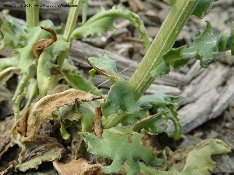 Senecio, Davidson, C 12598--ID. Idaho Co. Seven Devils Camp Ground. 15 Jul 2014. DSC00113 (330).JPG
