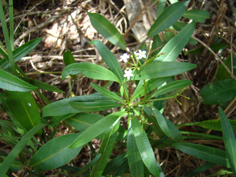 Rauvolfia semperflorens, JMunzinger4677--N.Caled. Dumbea Dam in Dumbea Riv. 11 Nov 07. 292.jpg
