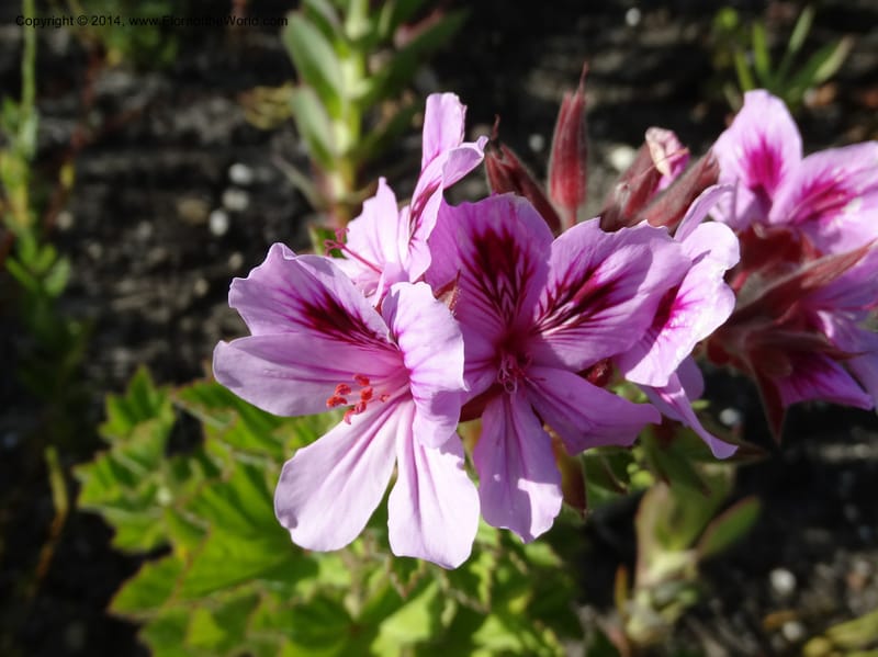 Pelargonium cucullatum, Davidson, C 12327--South Africa. Western Cape. E. side, Fernkloof. 24 Jan 2014. DSC01799 (340).JPG