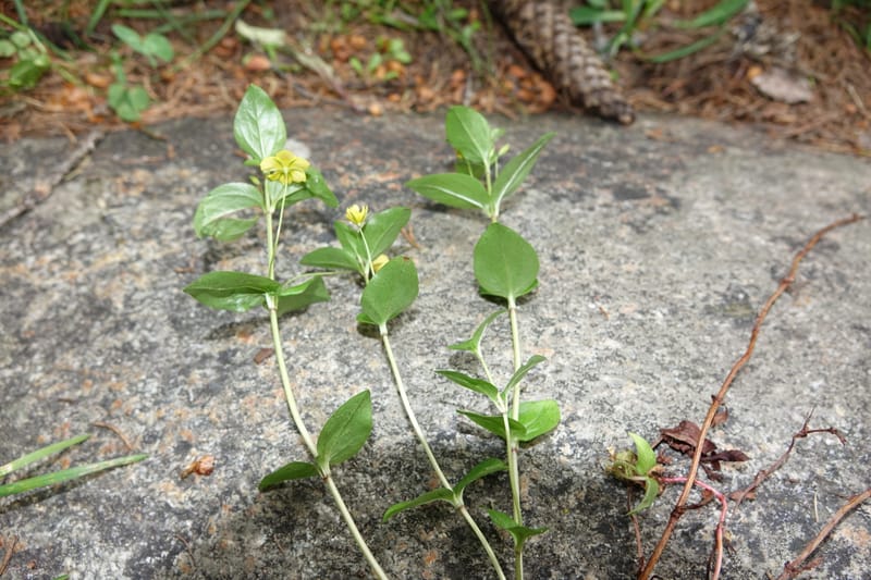 Lysimachia nemorum, Davidson, C 13258--Switzerland. Oberwald. Chapel St. Nikolas. 2 Jul 2016. DSC07728 (543).JPG