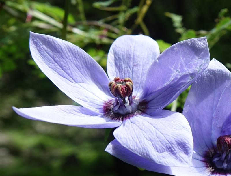 Codonopsis, C. Davidson 13768--China. Sichuan. Yibailingba-gou. 12 Aug 2017. DSC04660 (80).JPG