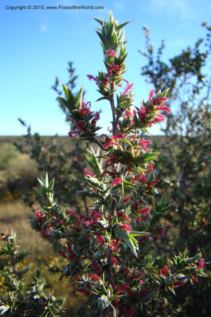 Cliffortia, C. Davidson 11579--South Africa. Northern Cape. Papkuilsfontein. 26 Aug 09. 324 (1).jpg