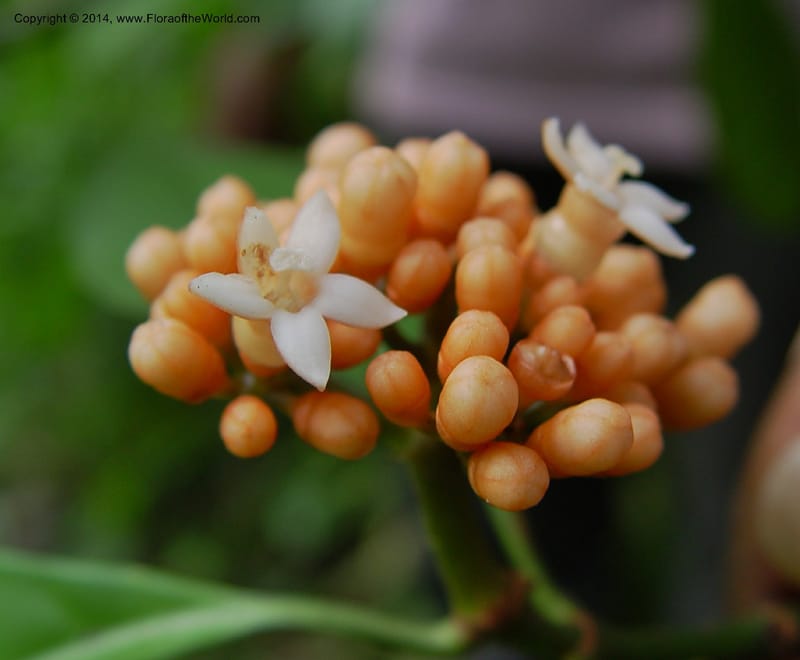 Psychotria--Cameroon. Mt. Cameroon. 5 Dec 03. 047a (1).jpg
