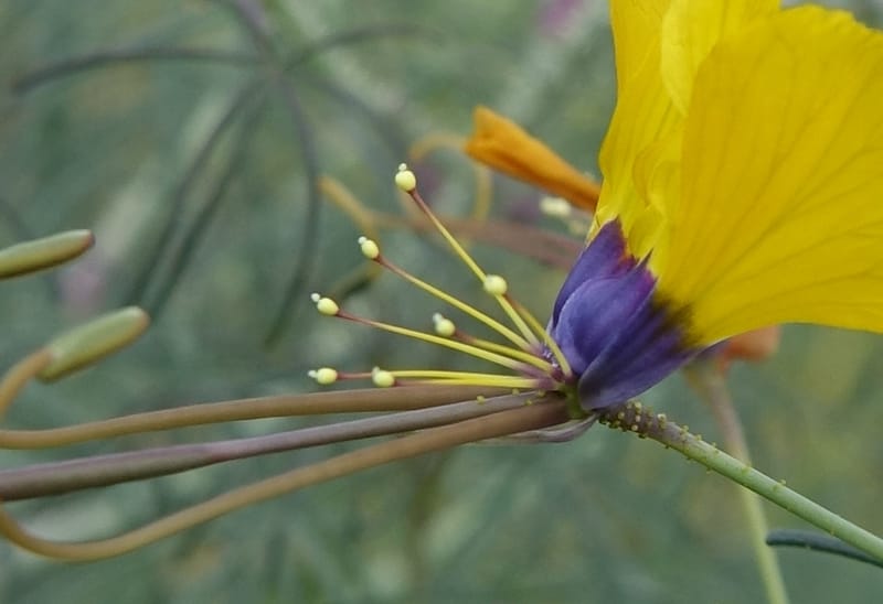 Cleome angustifolia subsp. diandra, L. Nanyeni 1140--Namibia. Avis Dam. 15 Mar 2018. DSC00541 (7).JPG