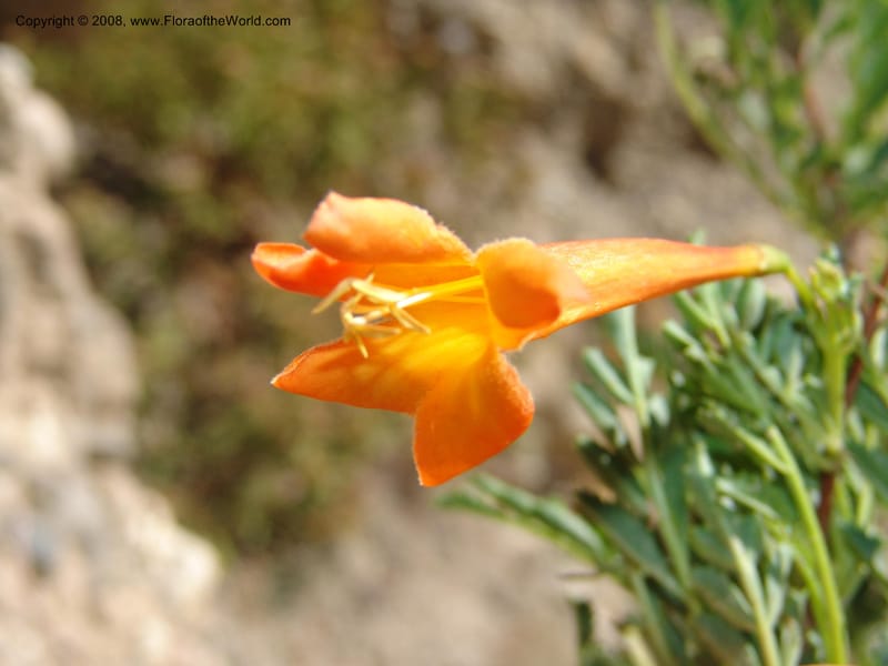 Tecoma arequipensis--Bolivia. La Paz. Send. Aguila. 4 Dec 04. 029.jpg