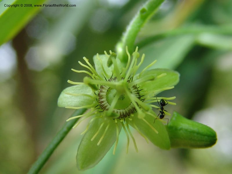 Passiflora suberosa--So. Africa. Lowveld Nat. Bot. Gard. 14 Mch 05. 407.jpg