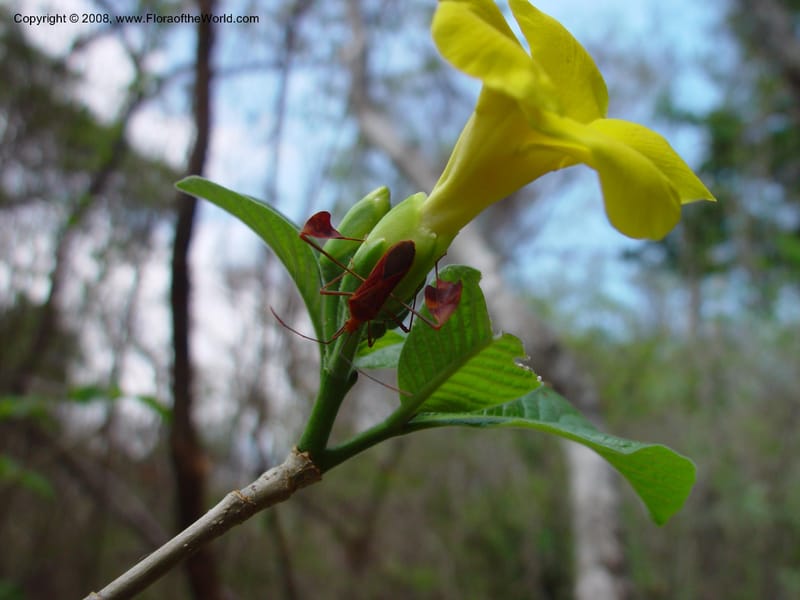Stemmadenia obovata--Costa Rica. Palo Verde Biol. Sta. 1 Apr 03. 146.jpg
