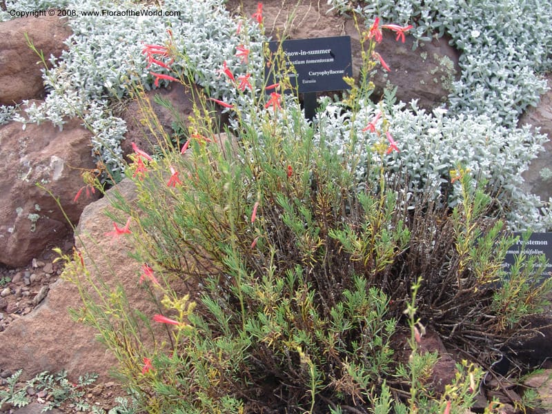 Penstemon pinifolius--AZ.  Arboretum at Flagstaff. 3 Sep 04. 168.jpg
