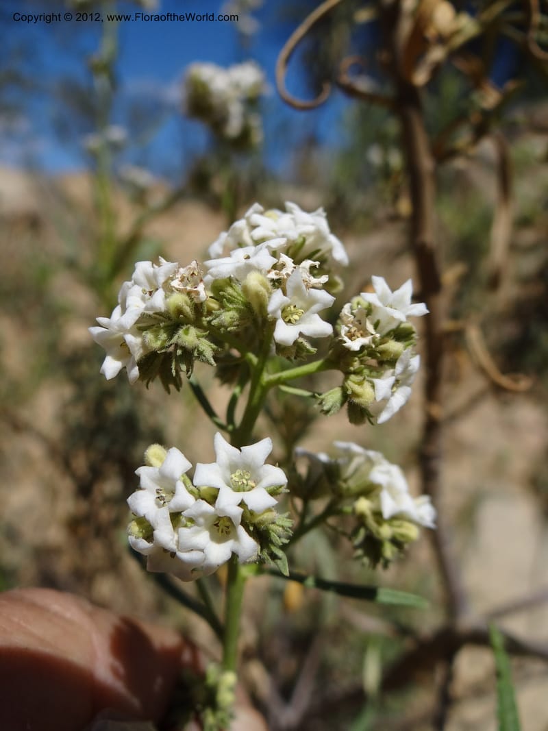 Eriodictyon angustifolium, Davidson, C 11943--AZ. Yavapai Co. Crown King Rd. 7 May 2012. DSC0894 1 (91).JPG