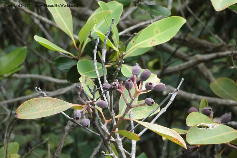 Syzygium kriegeri, J. Munzinger 6591--New Caledonia. Mine St. Louis Boulinda. 18 Feb 2011. 155 (14).jpg