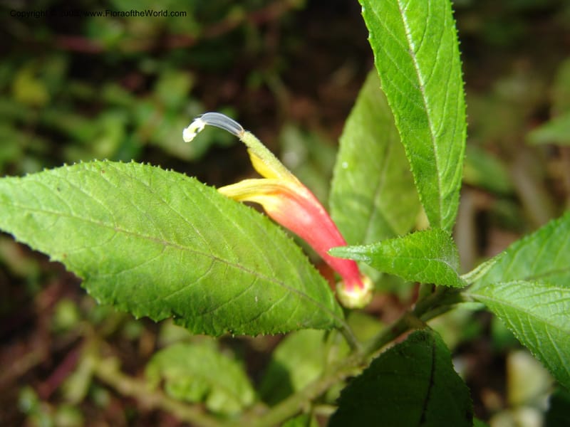 Lobelia laxiflora--Mexico. Chiapas. Res. Biosf. El Triunfo. Trail NW along stream. 9 Nov 04. 060.jpg