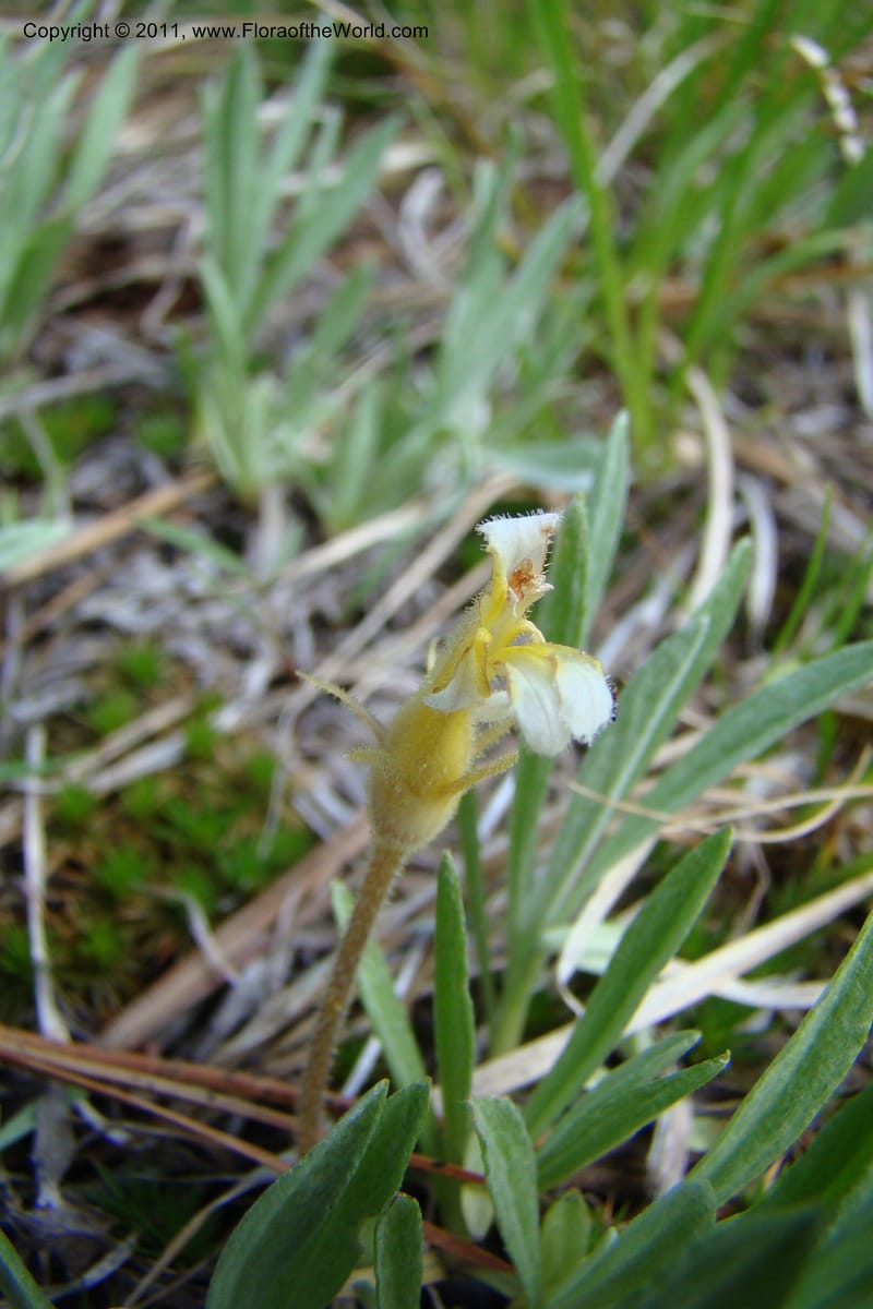 Orobanche uniflora, C. Davidson 11440--Idaho. Valley Co. Payette Lake. Sylvan Beach. 7 June 2009. 094.jpg