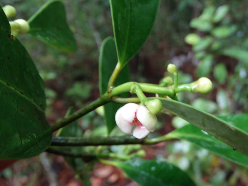 Garcinia, Lowry, P 7405--New Caledonia. Creek Hervouet. 19 Nov 2015. DSC03817 (89).JPG