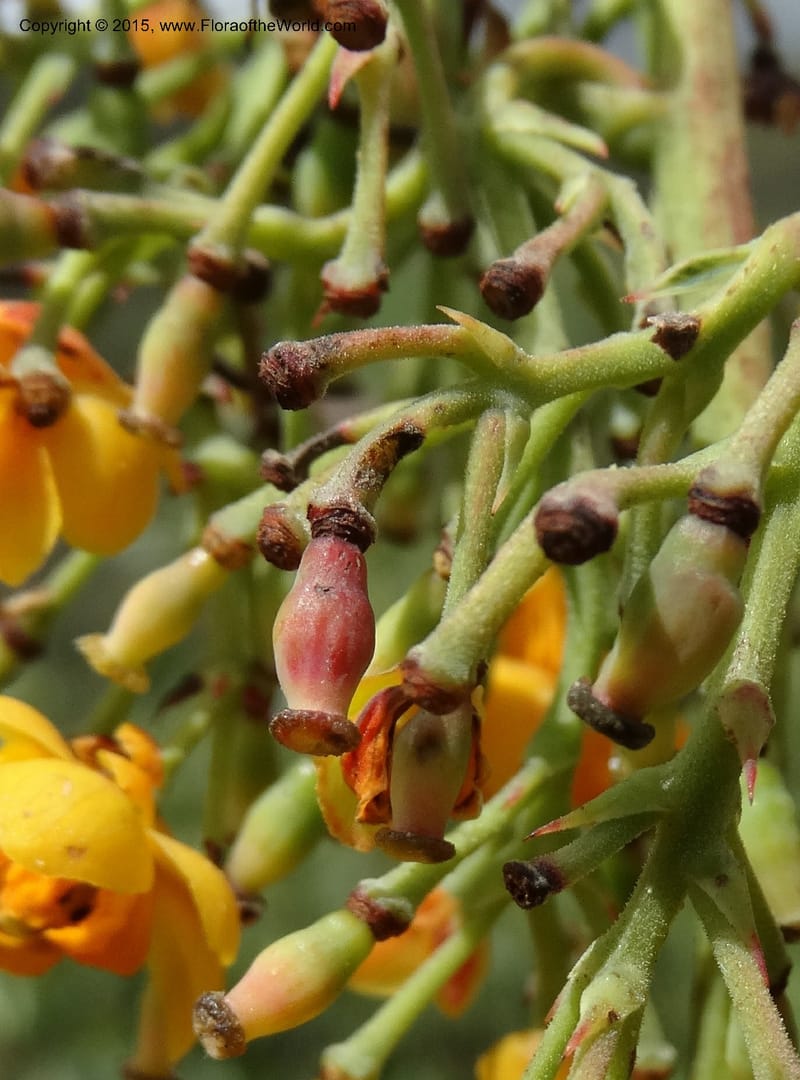 Berberis jamesonii, Ulloa, C 2504--Ecuador. Antesana. Lga. Sta. Lucia. 24 Apr 2015. DSC02778 (138).JPG