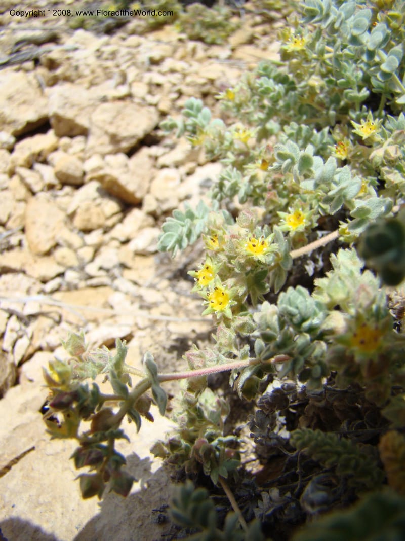 OR. Malheur Co. Leslie Gulch. 1 Jun 08. 232.jpg