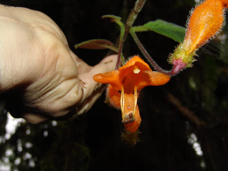 Columnea strigosa, Croat94580--Ecuador. Prov. Pichincha. Reserva Bellavista. 14 Feb 05. 148.jpg