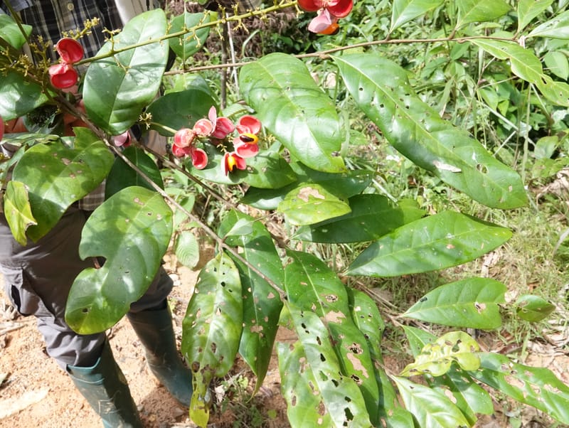 Aporrhiza, C. Davidson 13912--Gabon. M de C. Road past the cabins. 29 Oct 2018DSC09794 (79).JPG