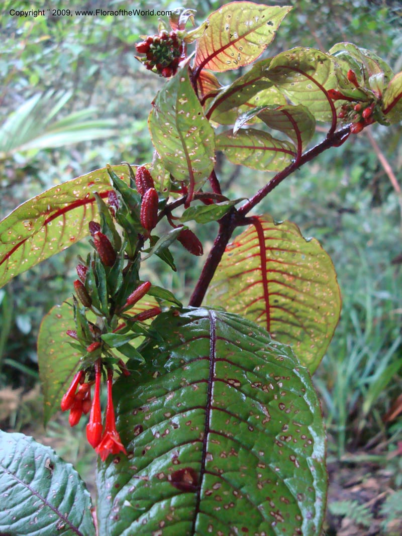 Fuchsia...DN216035,Ecuador.Prov.ZamoraC.Podocarpus,Tapichalaca26Sep2007 149.jpg