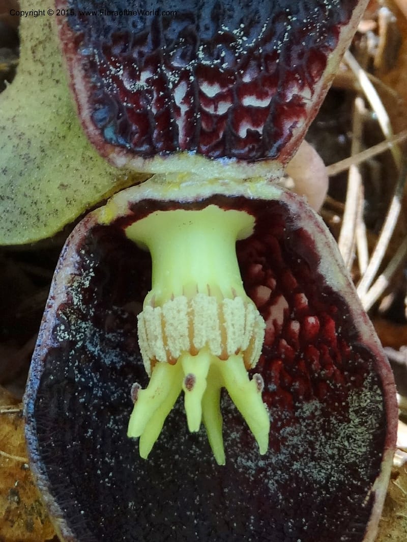 Asarum shuttleworthii, Davidson, C 12948--North Carolina. Trans. Co. W Cradle of For. 11 May 2015. DSC03837 (35).JPG