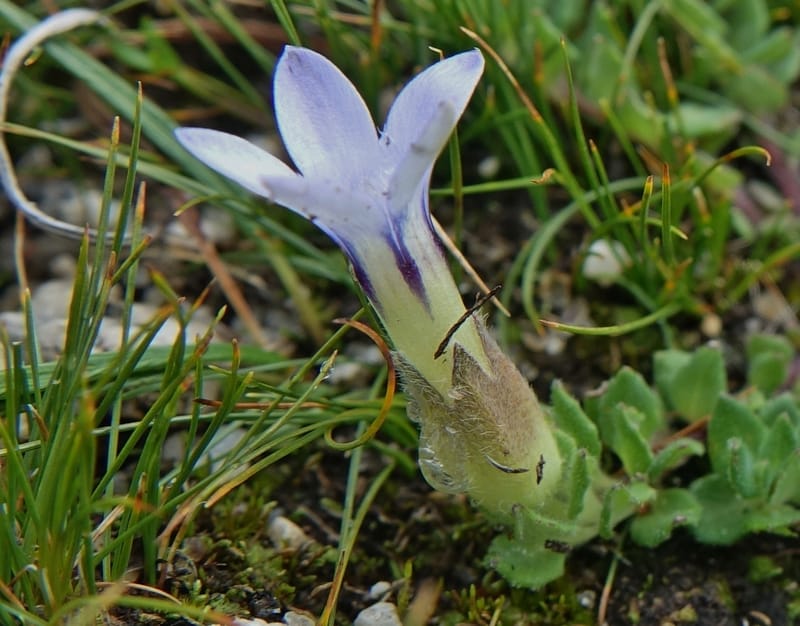 Cyananthus incanus, D. Boufford 44022--China. Sichuan. Daocheng Xian. 14 Aug 2017. DSC05676 (224).JPG
