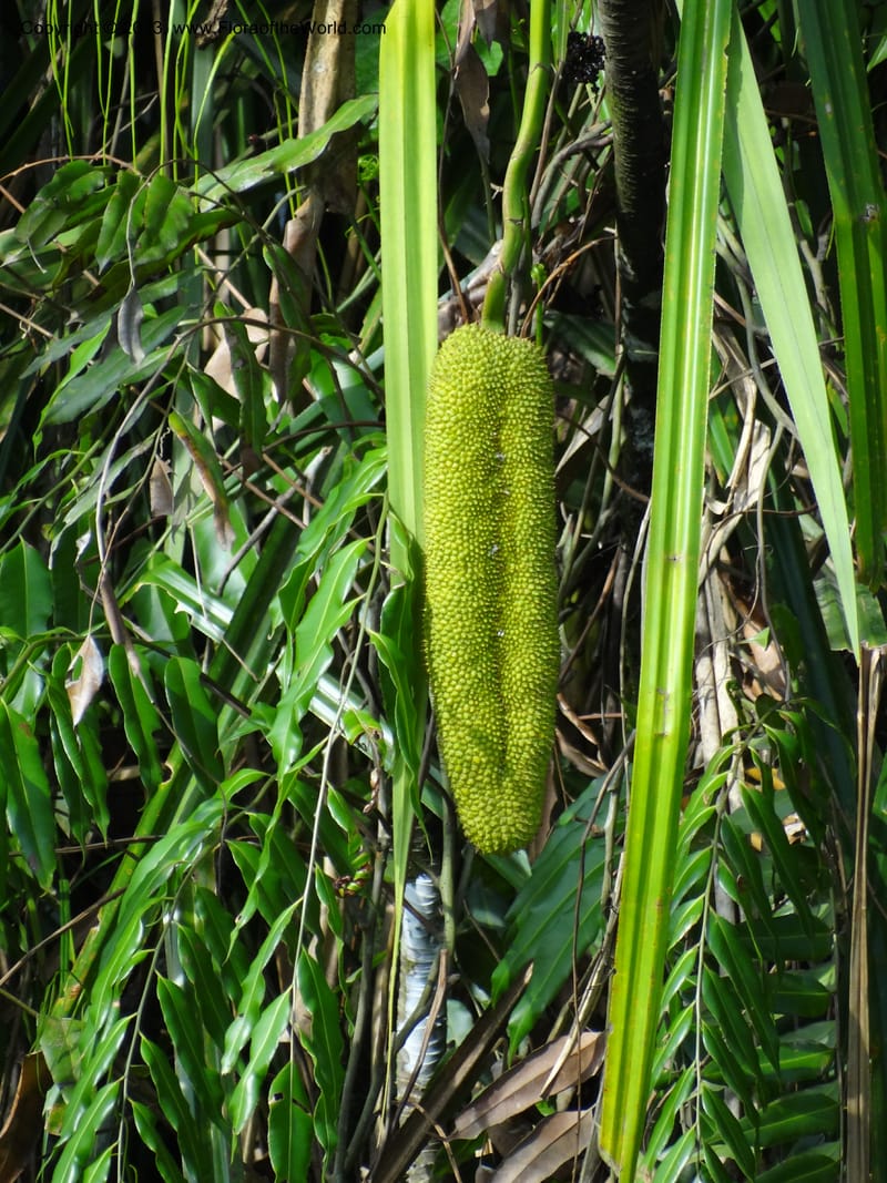 Pandanus helicopus, Callmander 1023--Sabah. Klias Forest Reserve. 3 Apr 2012. DSC06489 (195).JPG