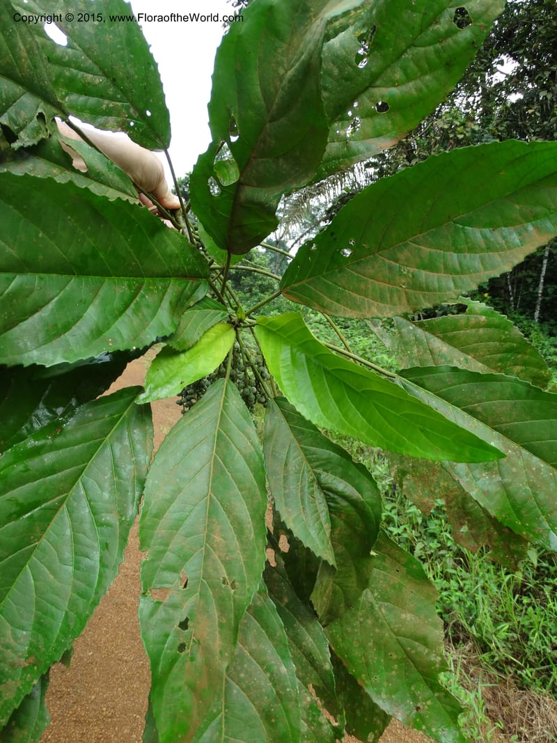 Discoclaoxylon, Davidson, C 12347--Cameroon. Ekondo Titi to Ekondo Nene. 21 Mar 2014. DSC02995 (4).JPG